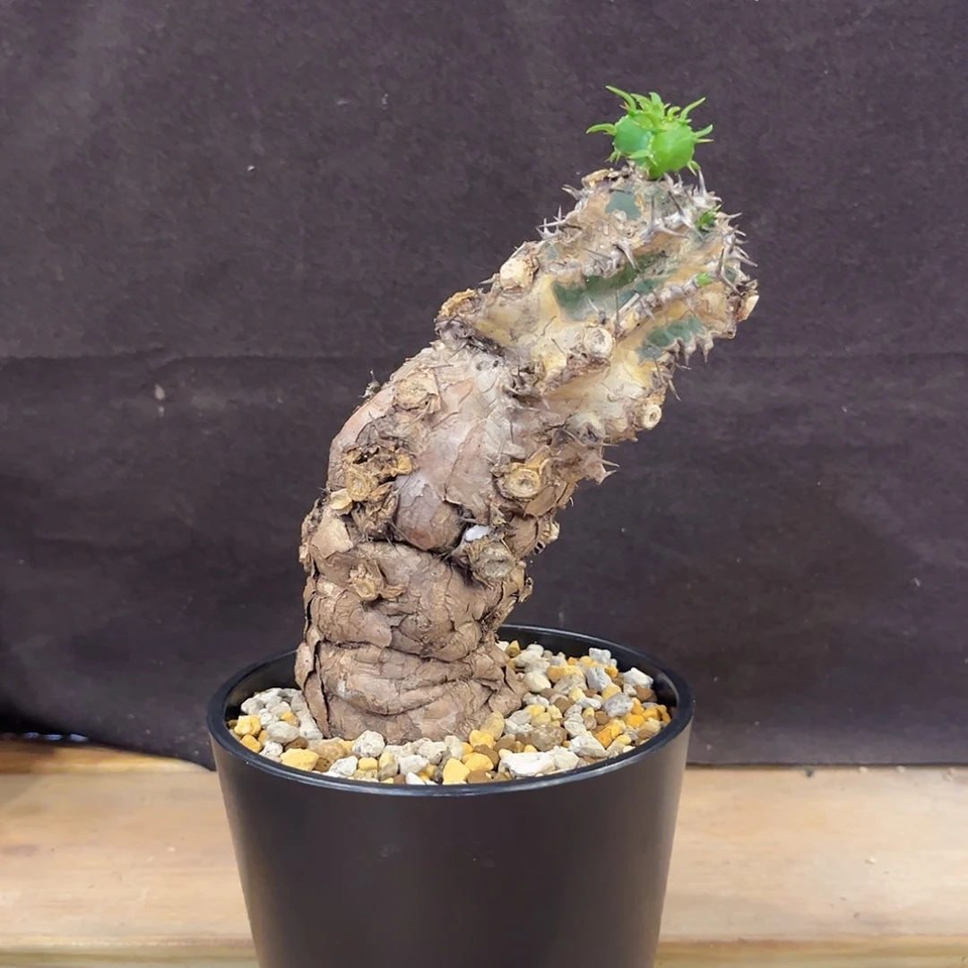 汤圆植物火山大戟