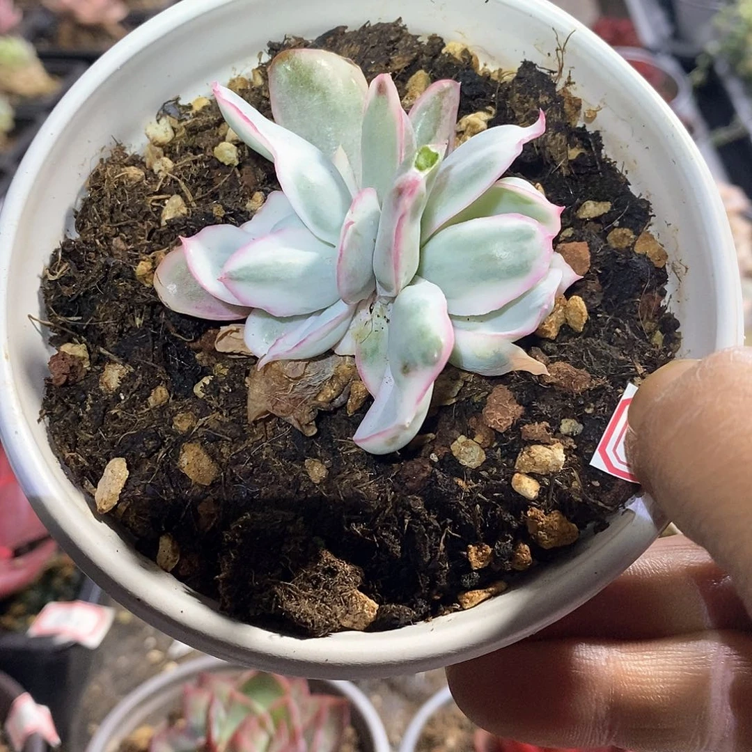 A720精美多肉伯克利锦无砍双头