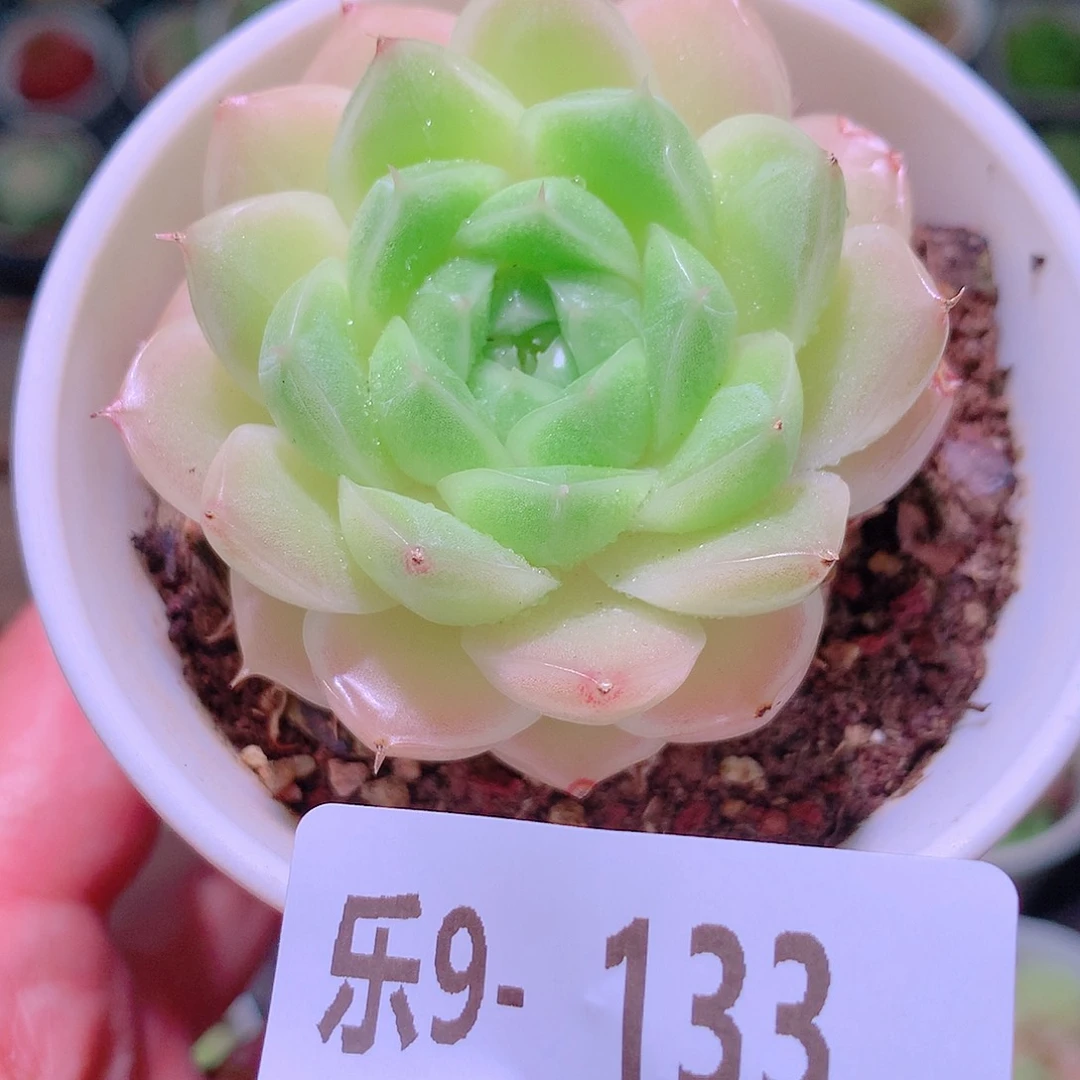 乐然9-133 麦秆 带盆土