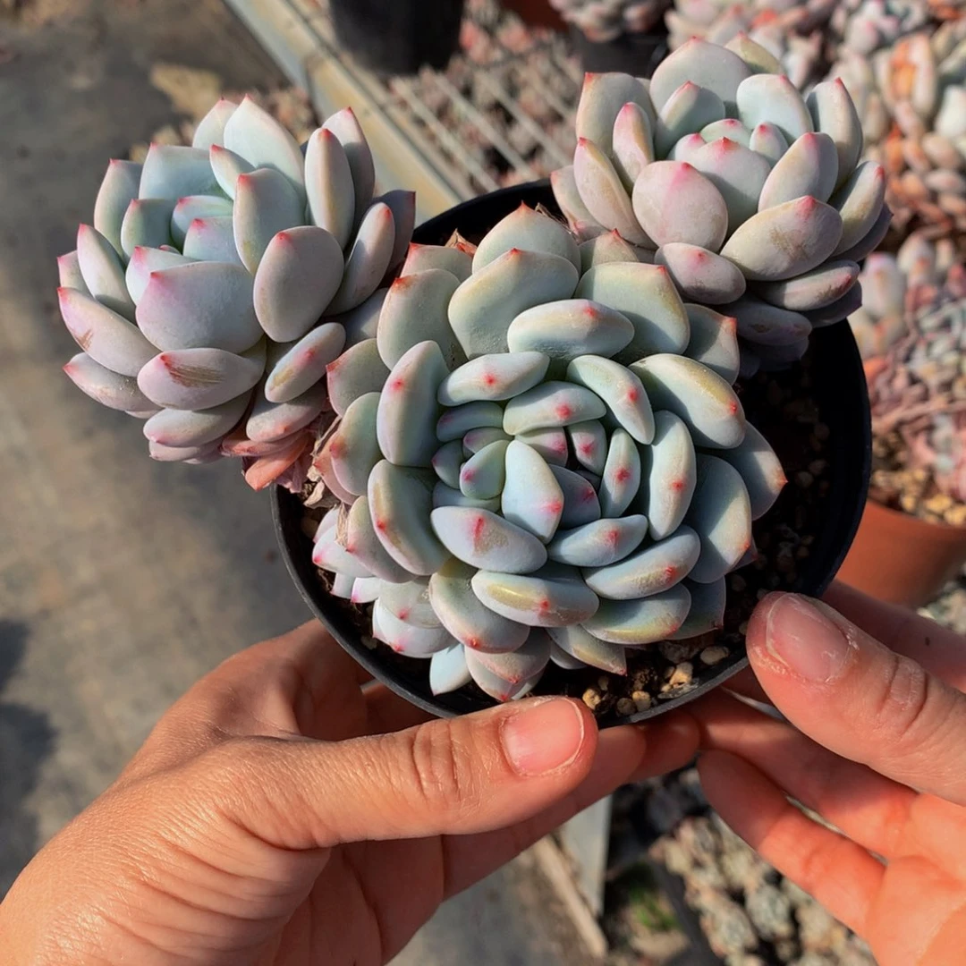 32627星星橙能吃东西嘛