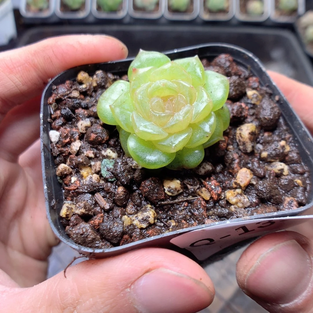 无花朵Q135yyyyyyy