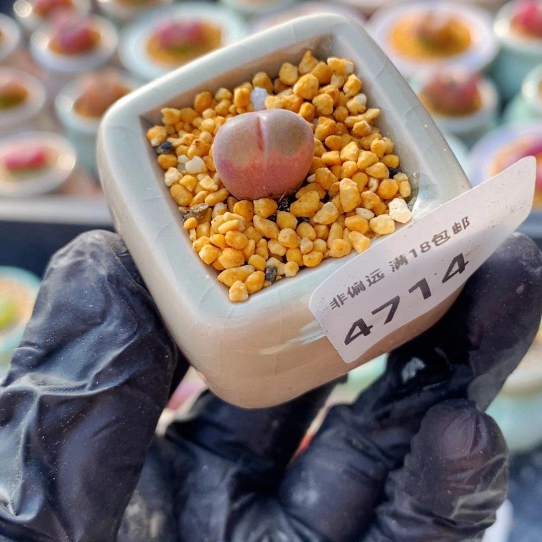 4714-一物一拍 带盆 熊猫