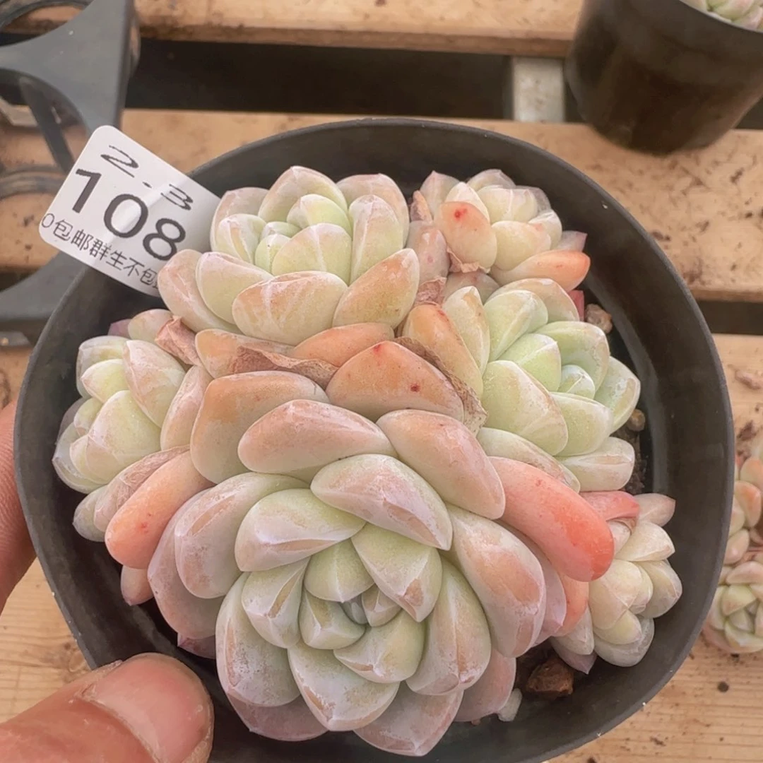 六头冰玉一颗脱土发货