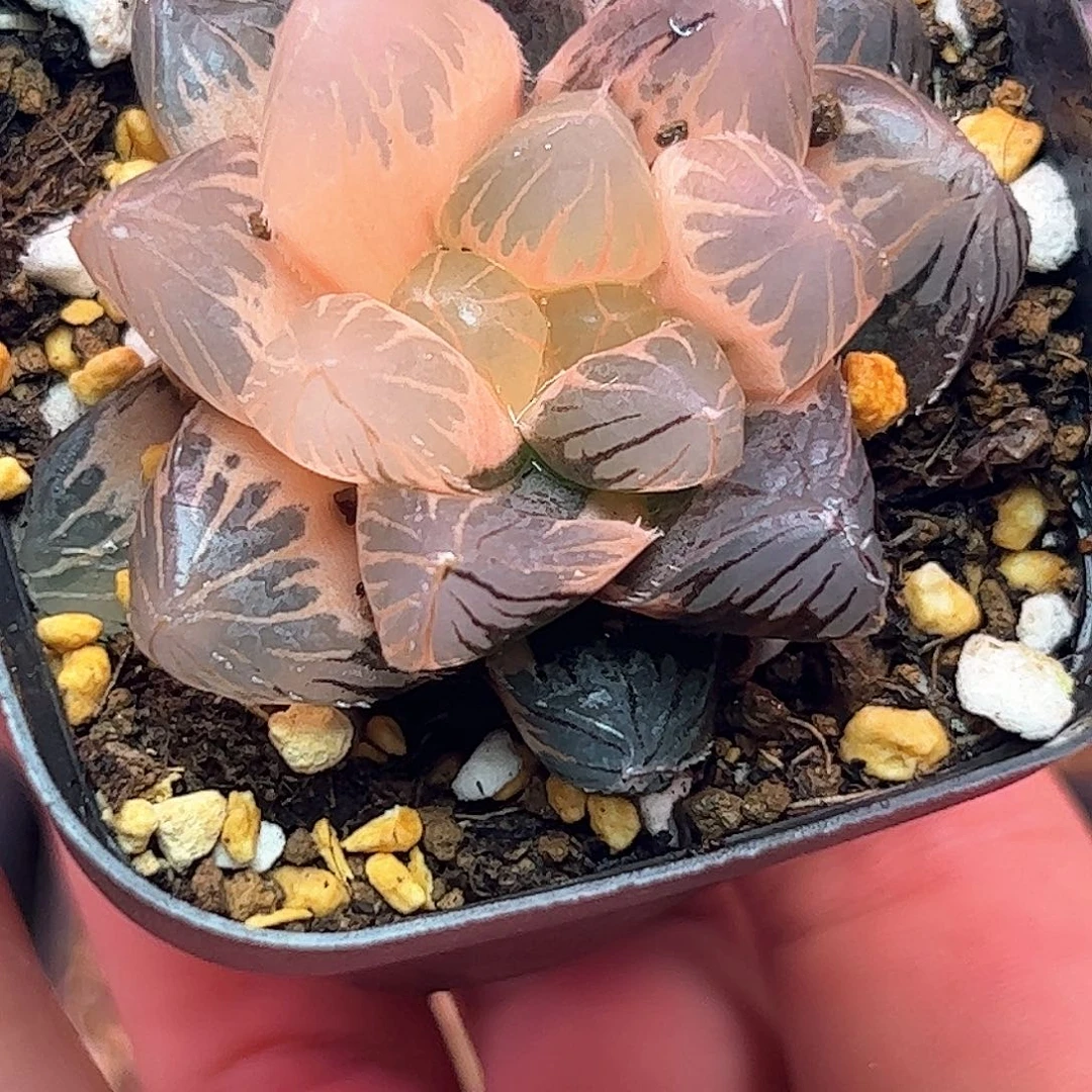 新叶糊斑锦十二卷紫王锦