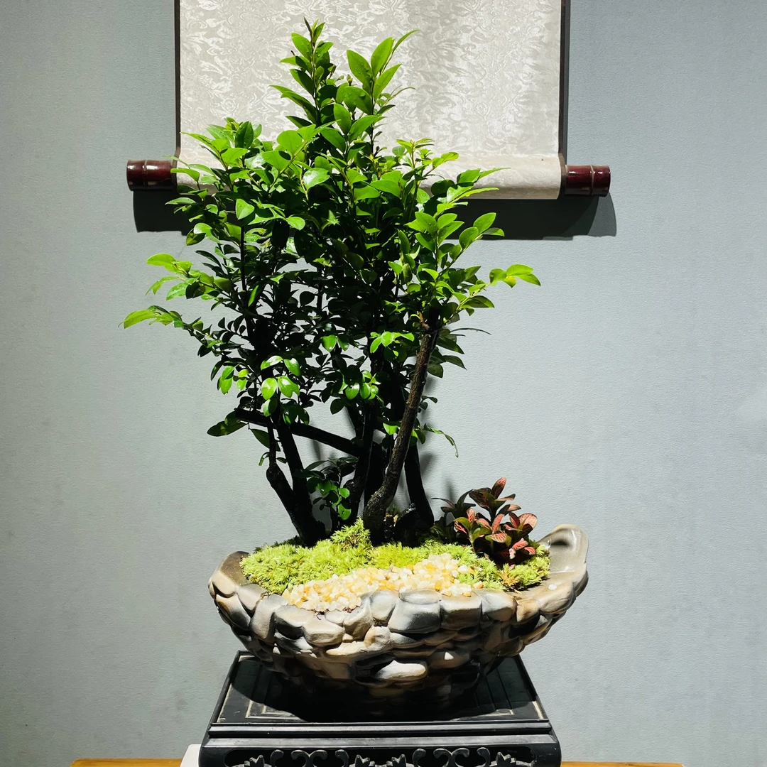 仿鹅软石陶瓷盆丛林造型黑骨茶