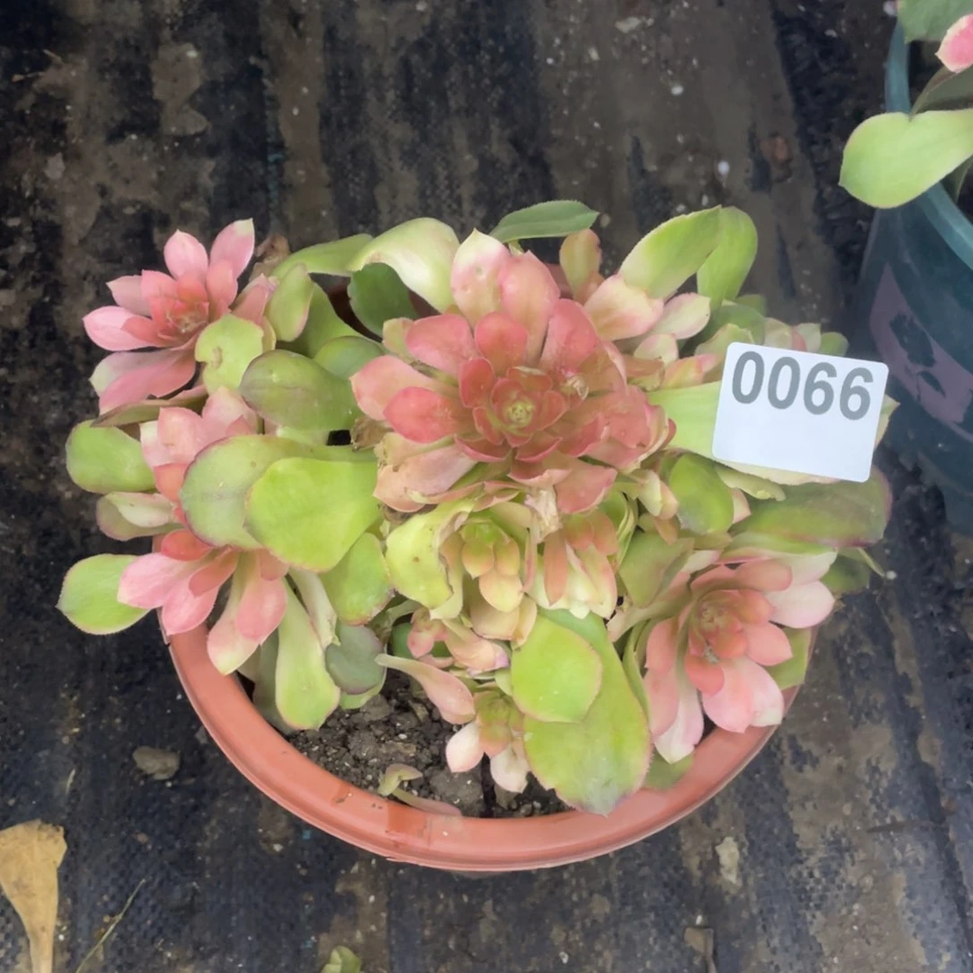 66号上修七彩全锦