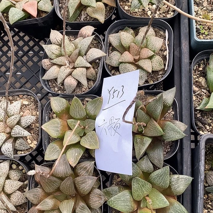 513。 六棵福利。