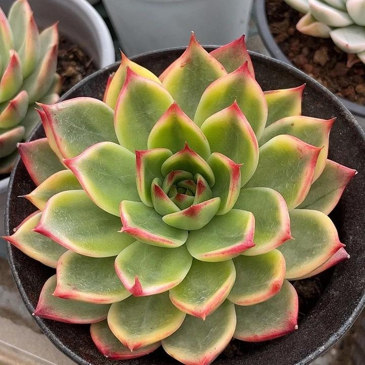 桃花锦。锦龙一物一拍