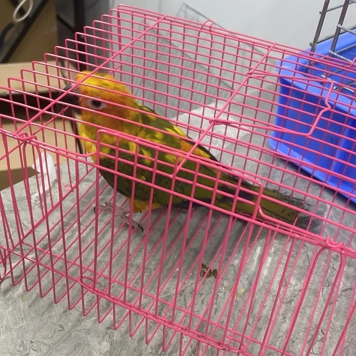 虎皮鹦鹉蛋**爸c9904