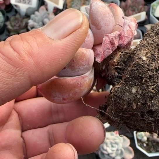 239星影多肉植物多