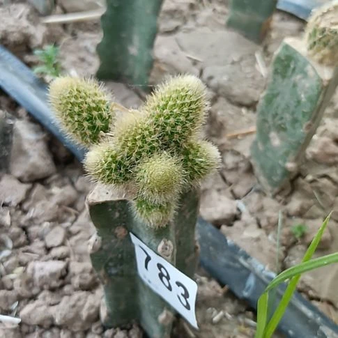 垂吊金妞双色7根枝条783