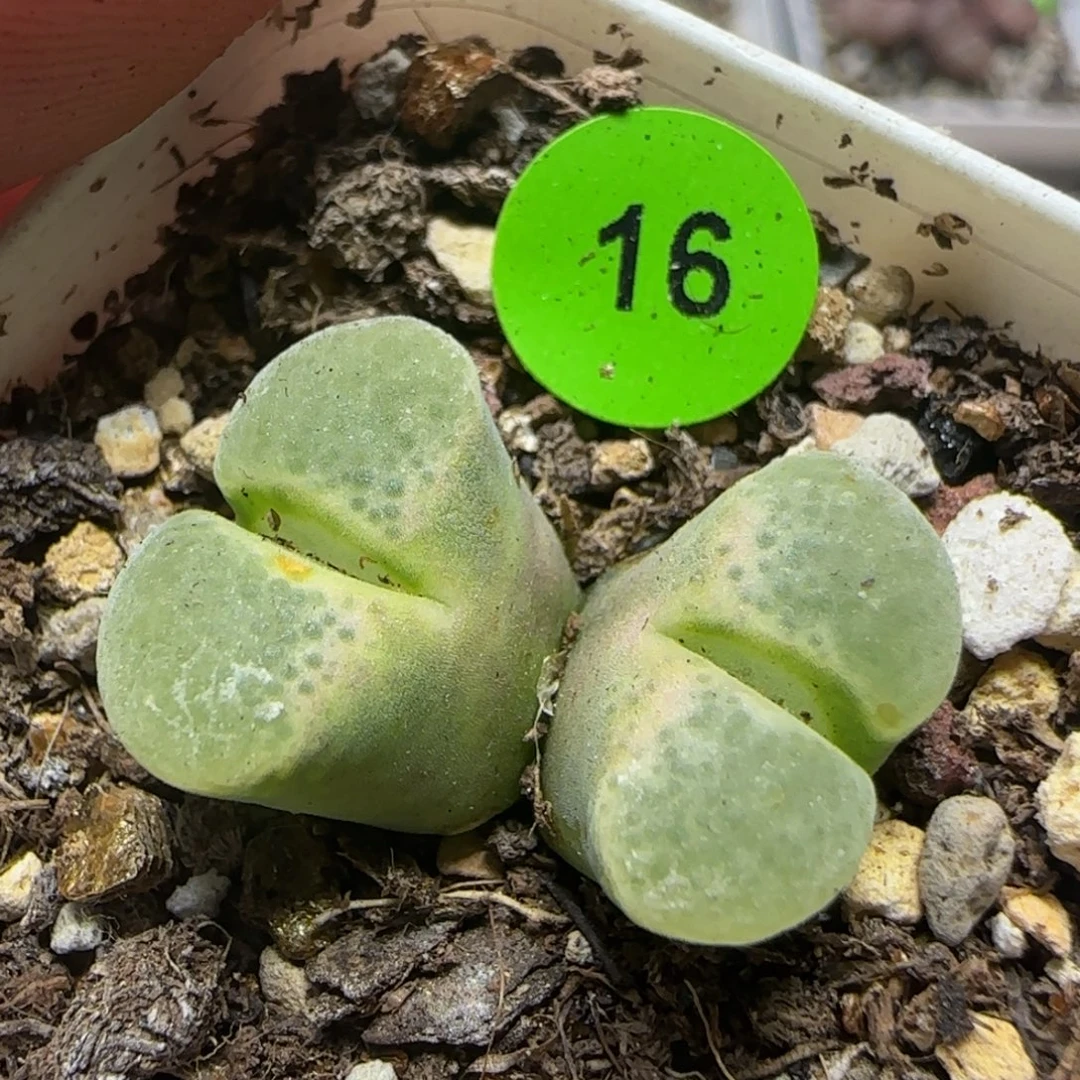 双头漂亮多肉植物16