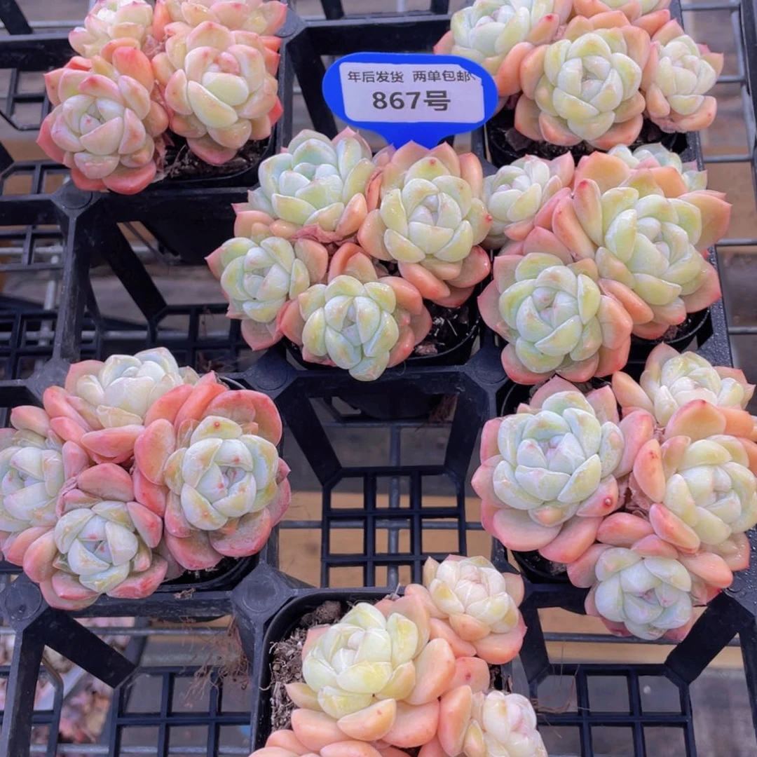 867号冰透刚毅四头起一个