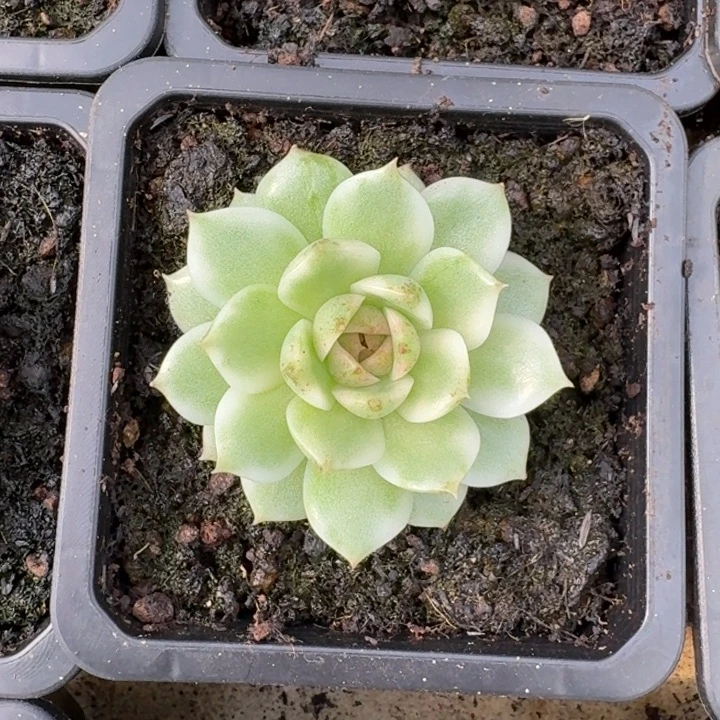 黑水晶锦一物一拍
