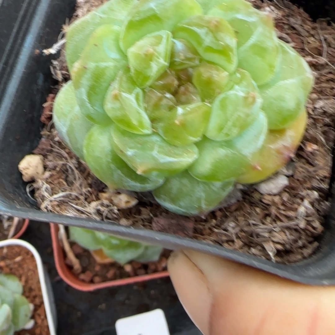 小卡拉米糖心一物一拍