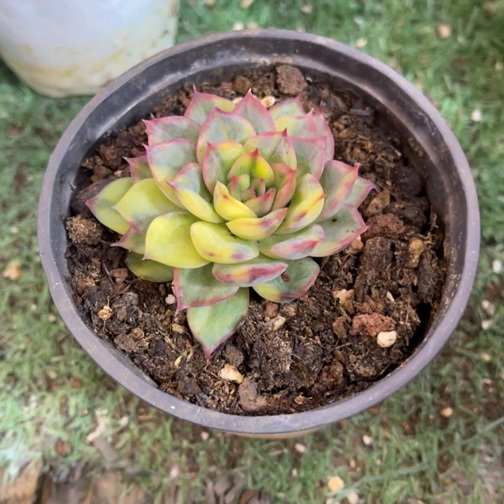 秋可园艺 小明同学