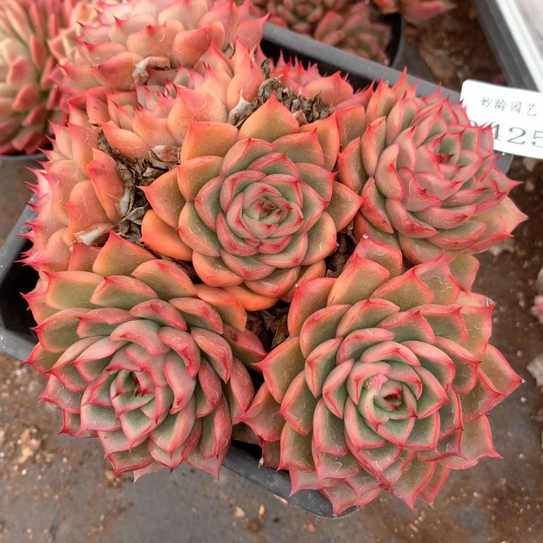 3425杂交多肉植物基地