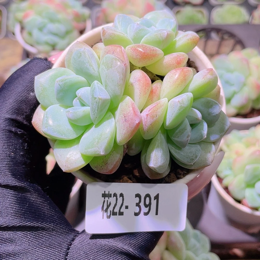 花利美22-391冰玉