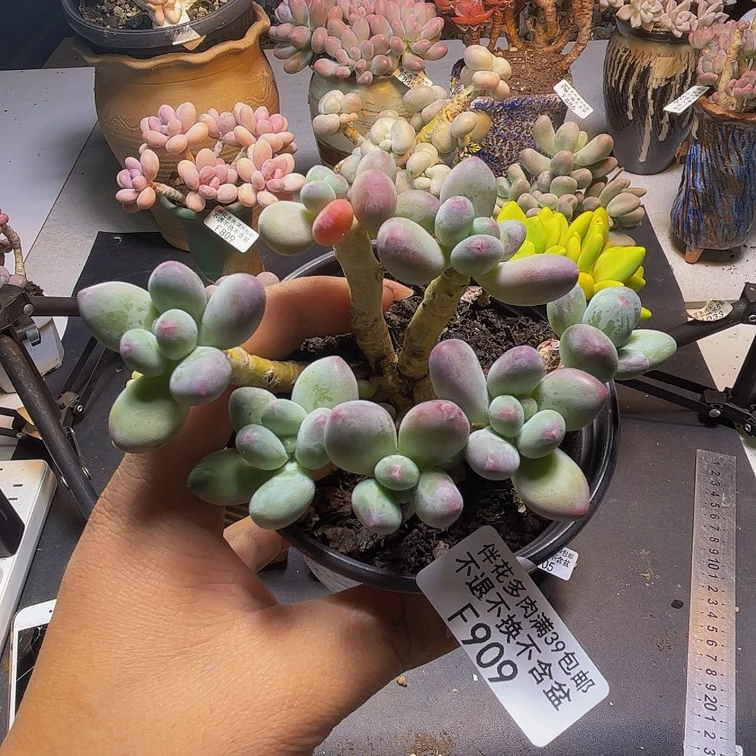 苹果奶酪909/7cm多肉