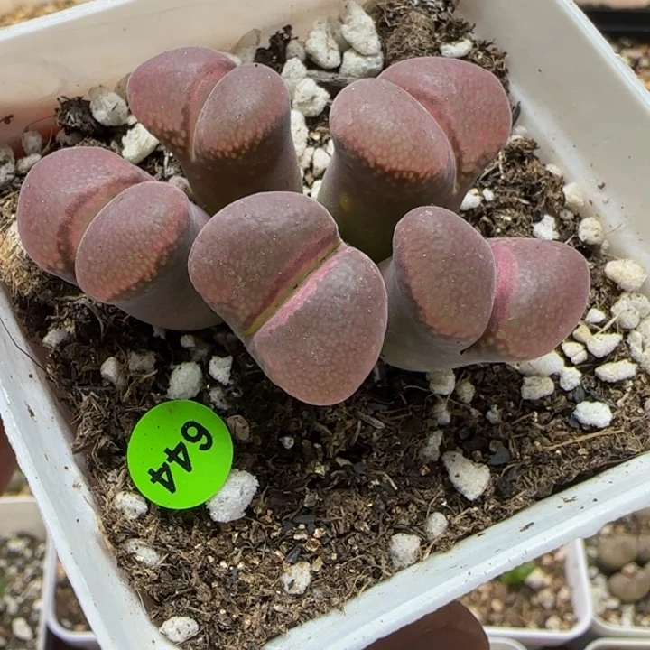 大型红风铃群多肉644