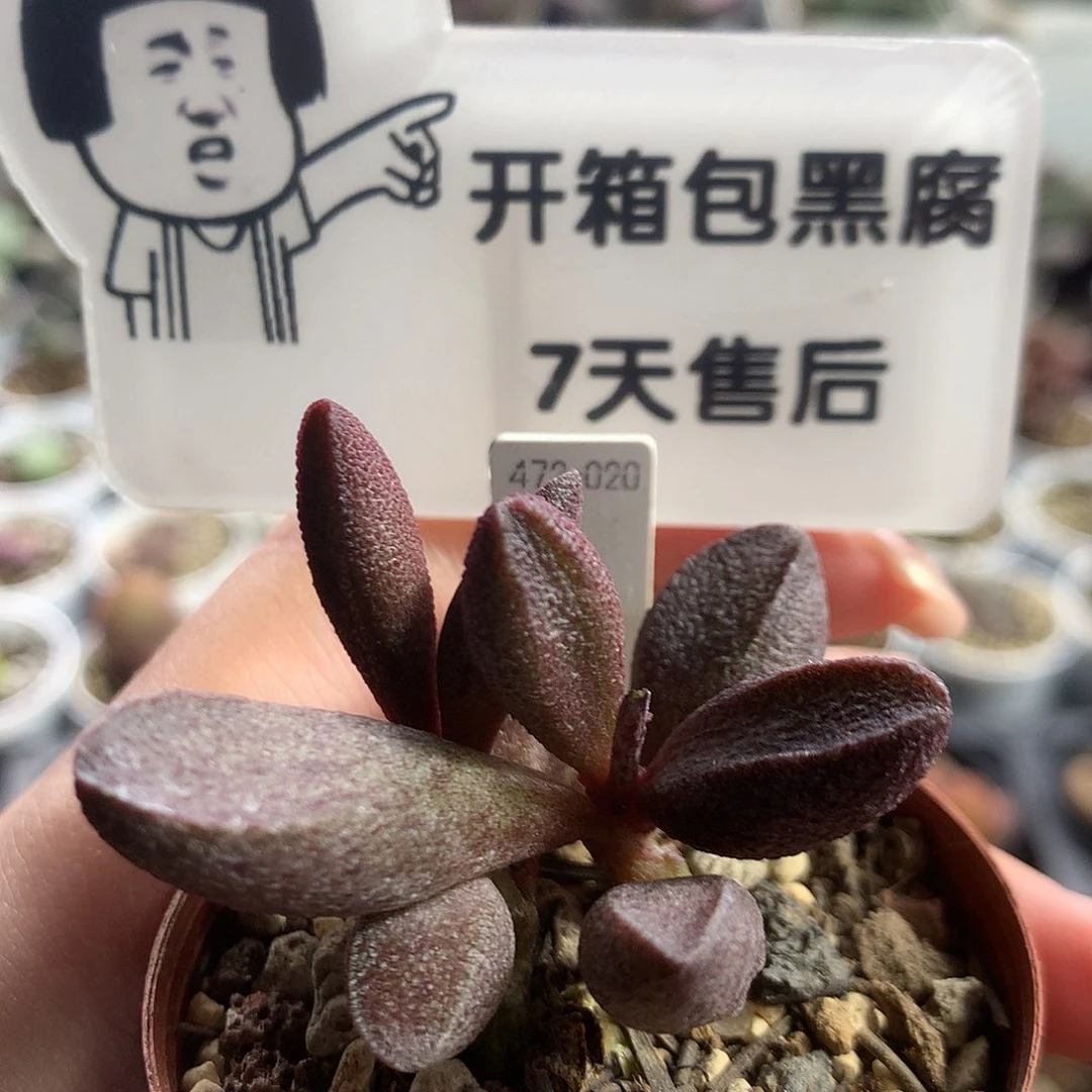 Jun253 优选种播实生