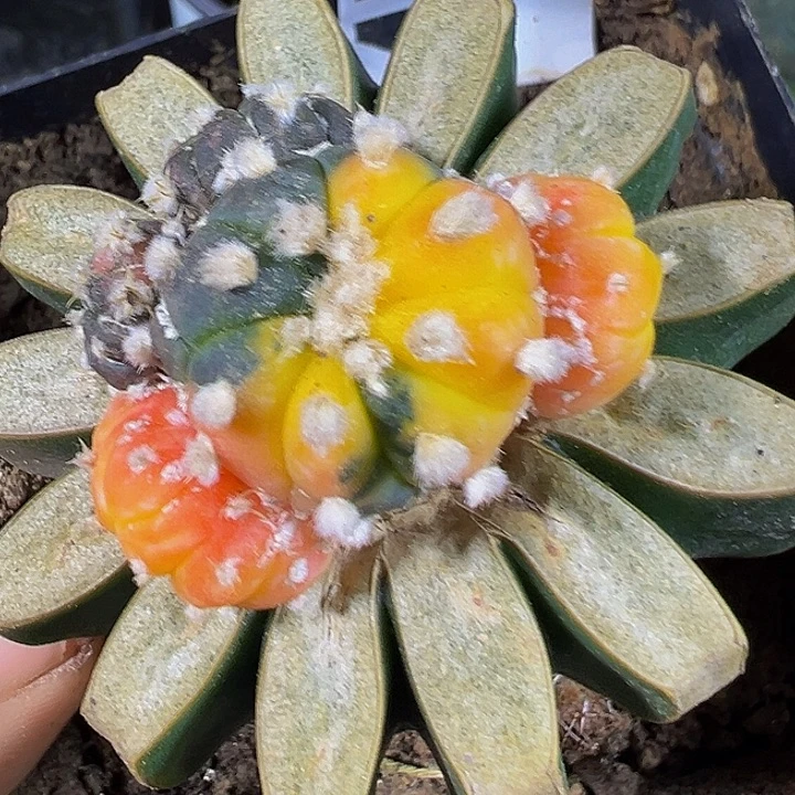 兜锦群477仙人球开花