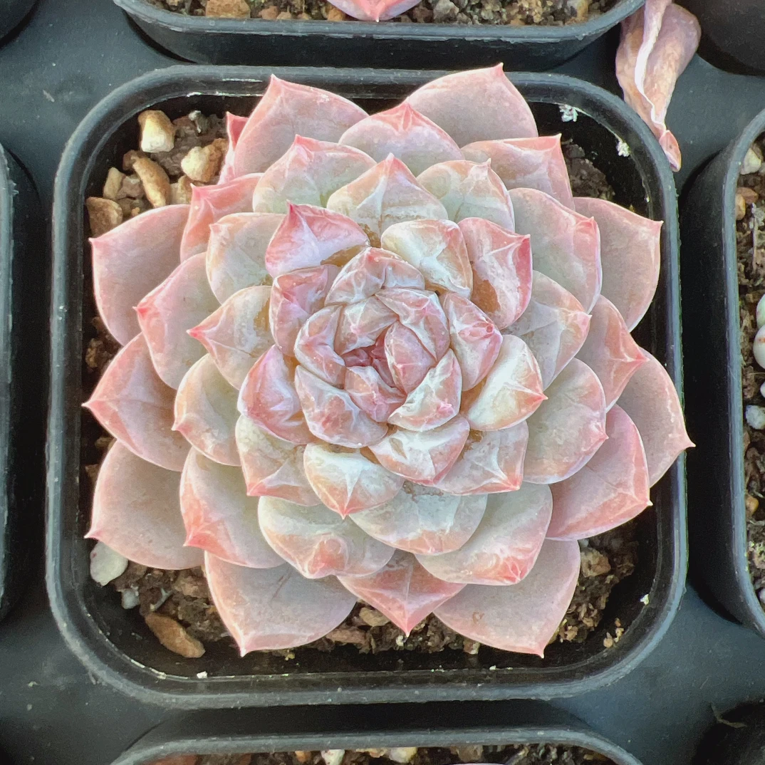 单头哈尼糖心70#-带盆土