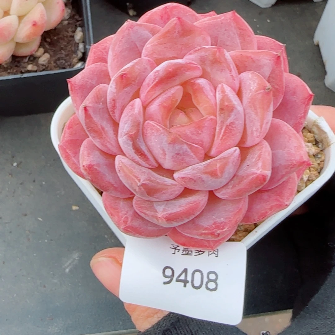 粉魄，9408多肉植物