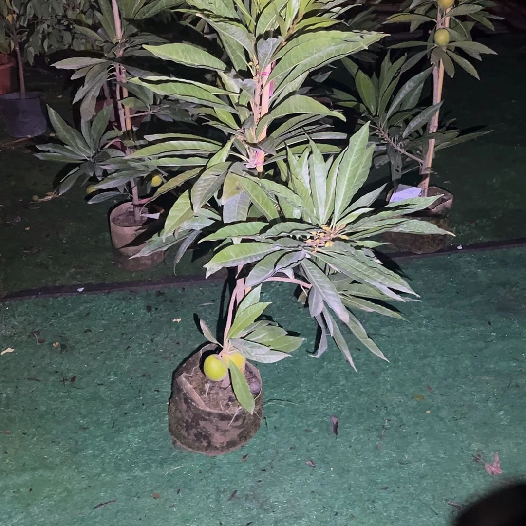 无花朵我是个小透明的女孩呀