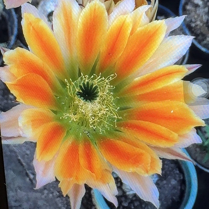 皇冠虾侧芽3公分仙人球
