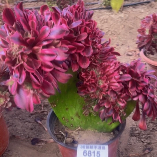 6815，美杜莎缀包邮