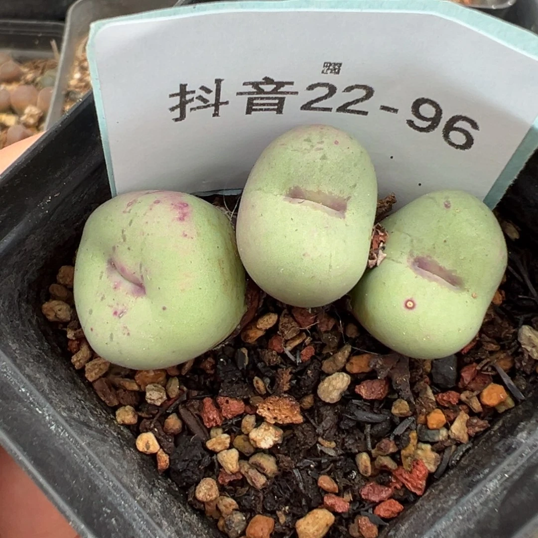 22-96大型红嘴多肉植物