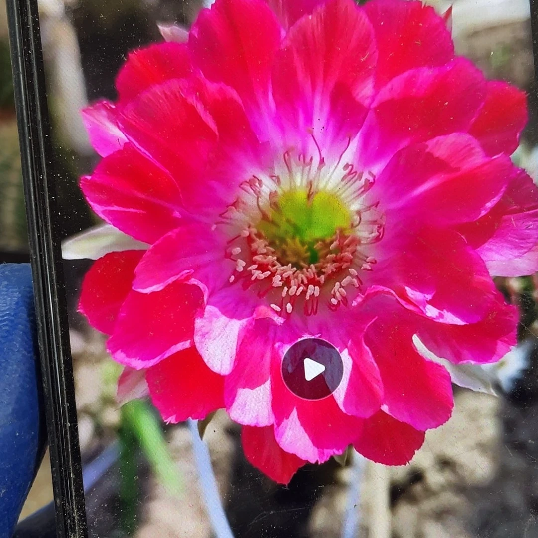 开门见喜自根球6公分以上带盆土