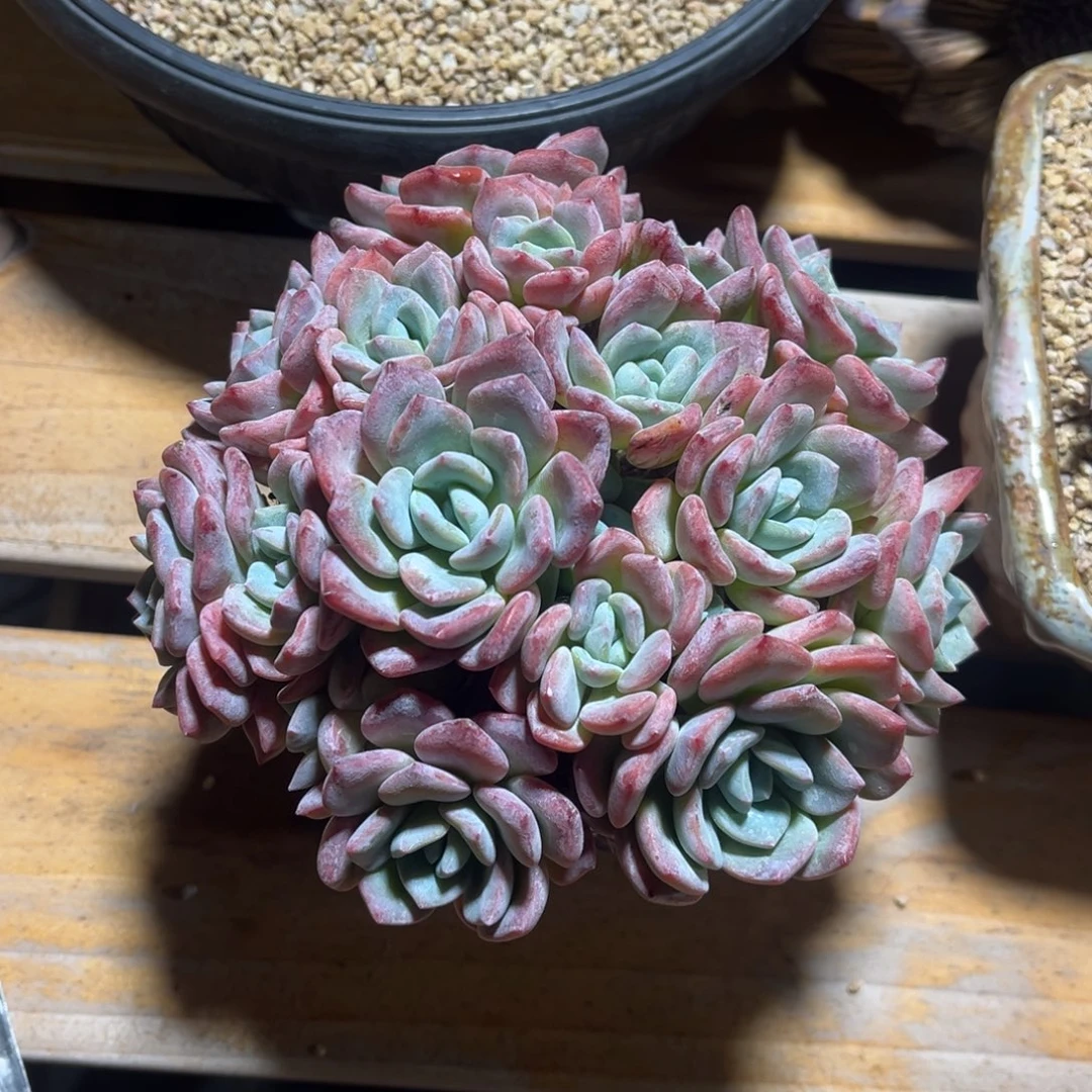 冷橙老桩自然群多肉