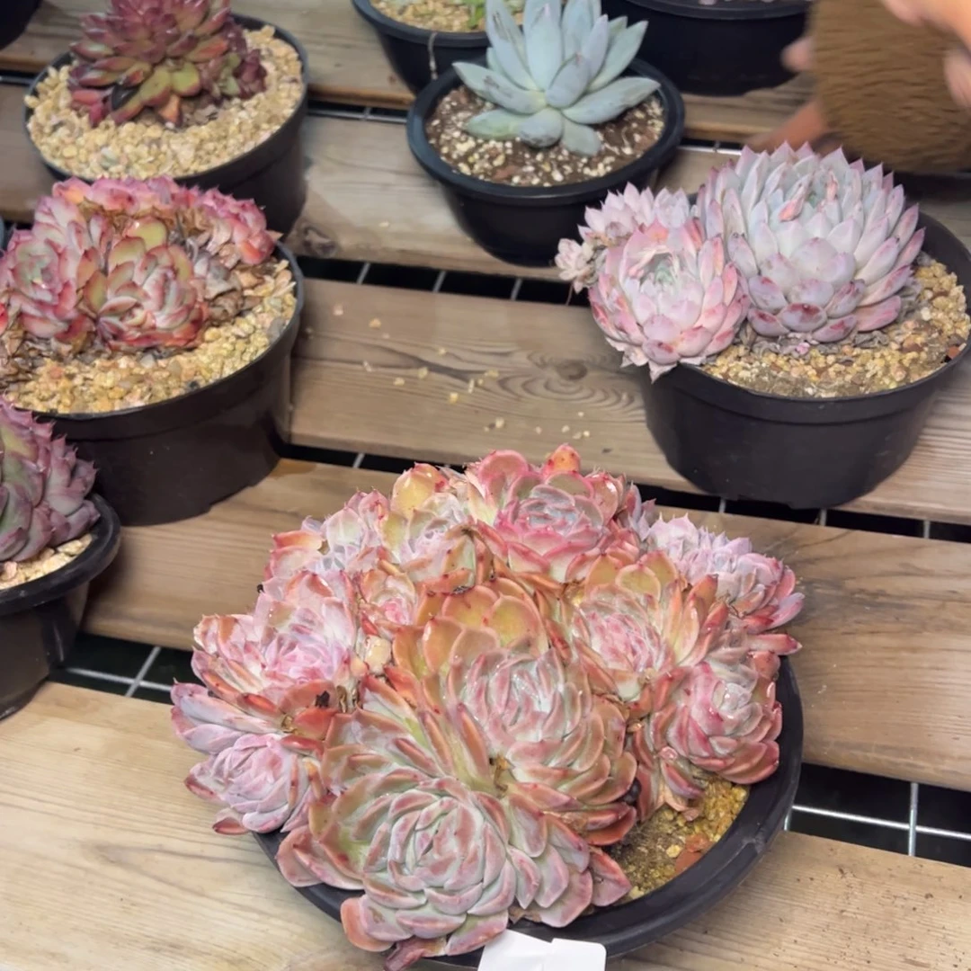 S****ฅ8461肉多么多我哦哦肉多么