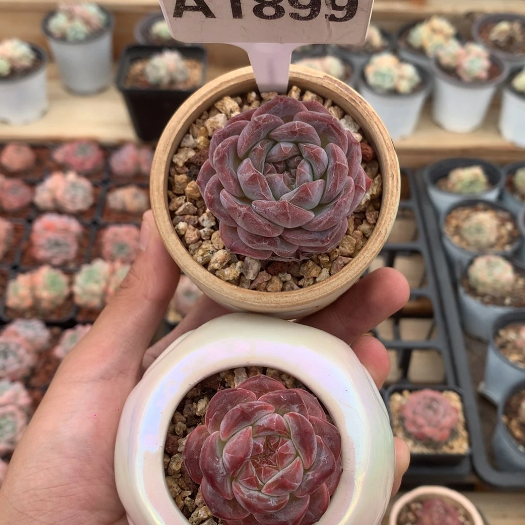 笨***笨A1899 琥珀单头 4cm