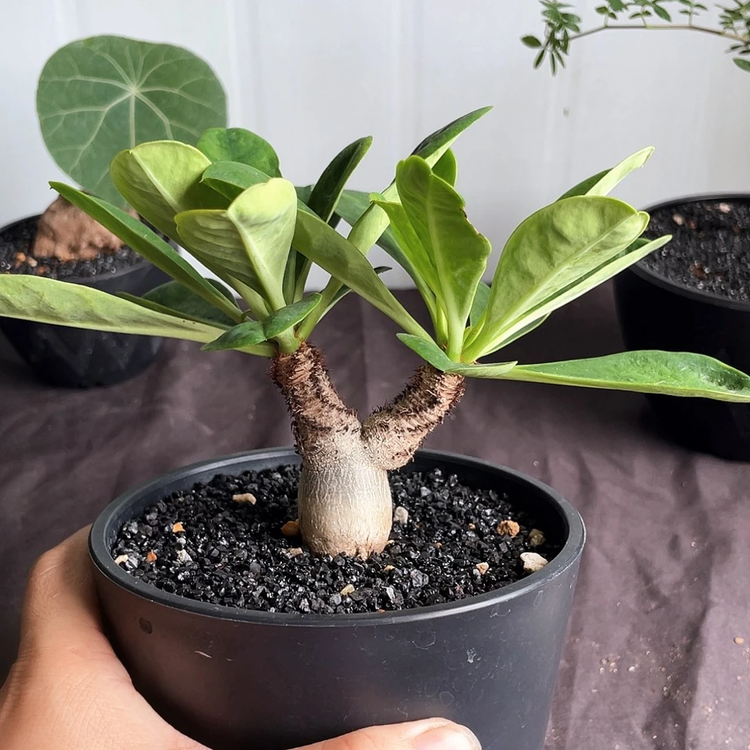 象鼻大戟6666666666666