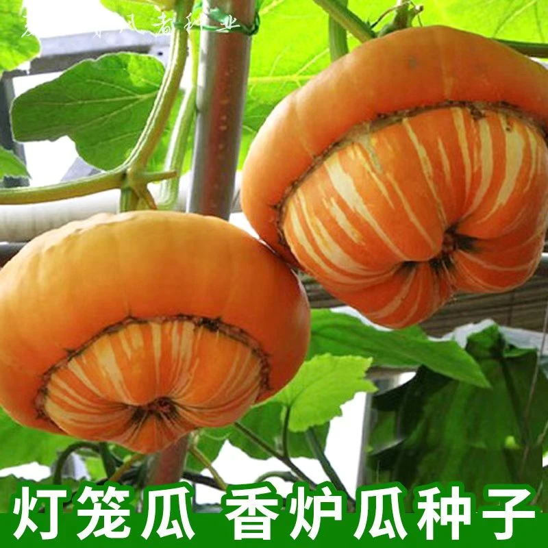 香炉瓜种子  盆栽阳台庭院爬藤遮阴孑春夏秋四季播瓜果南瓜蔬菜籽