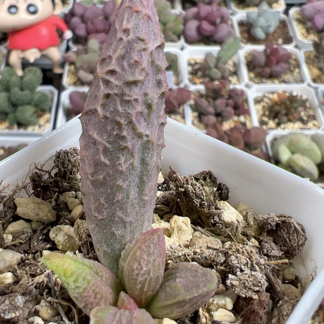 无花朵倒刺融化纹冰激凌多肉植物水泡