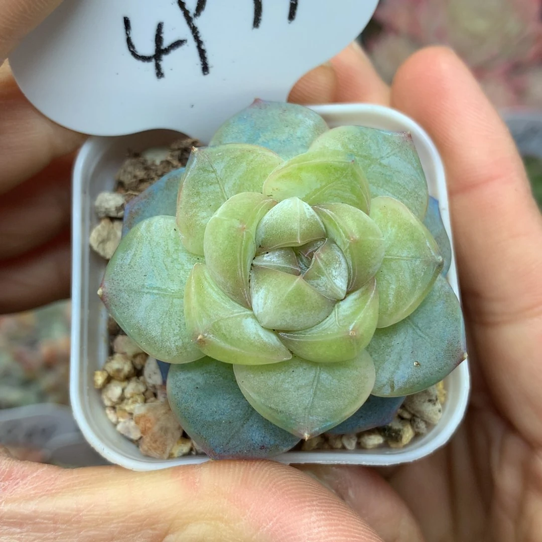 碎冰珍妮单头4974