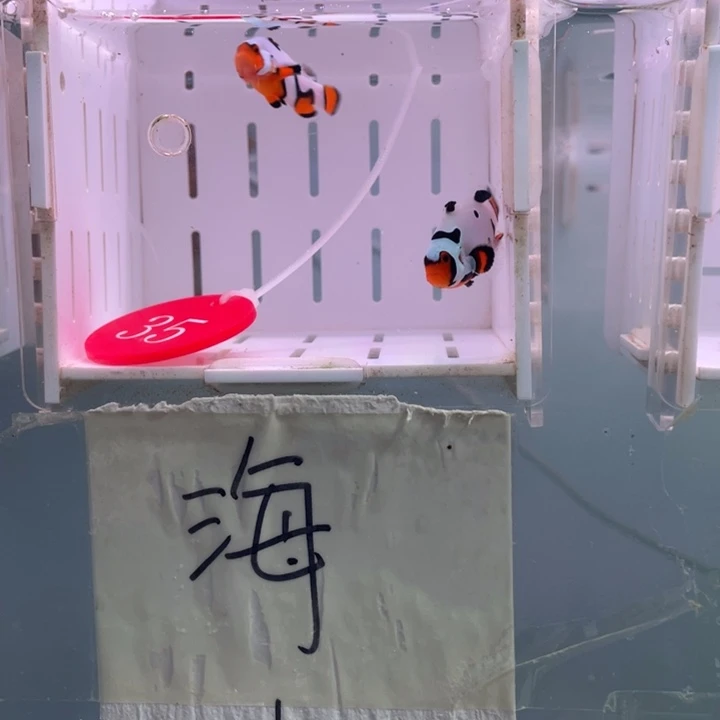 海水鱼微瑕毕加索2条3-4