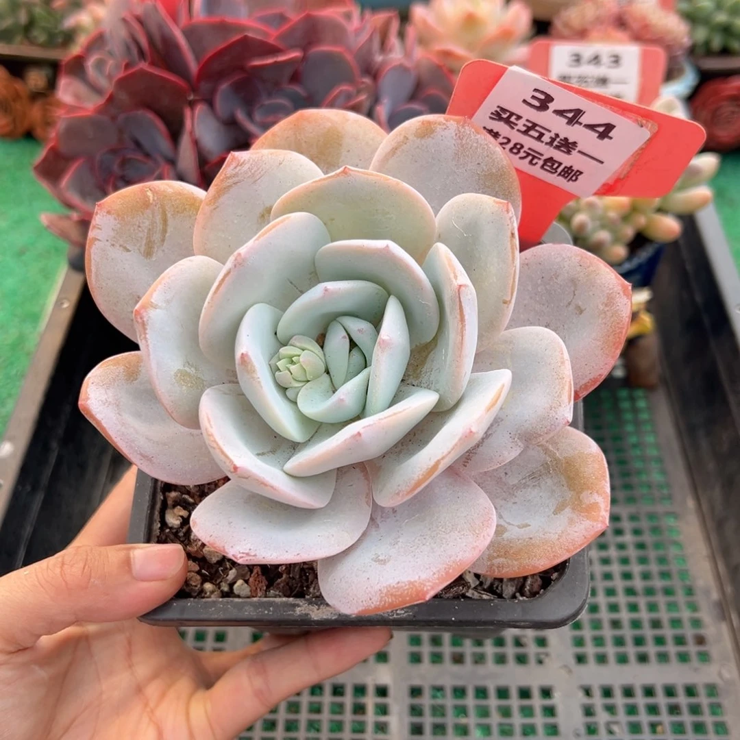 表妹精品多肉植物344.