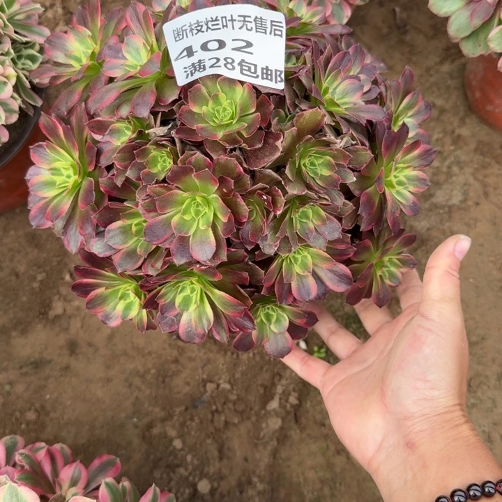 402二号棚红玫瑰安娜C