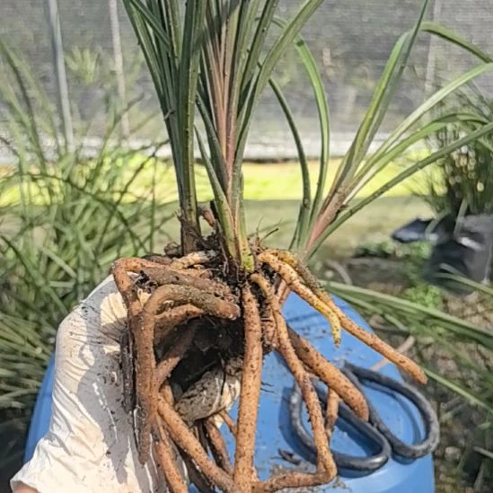 完全开放惠兰红香妃浓香型