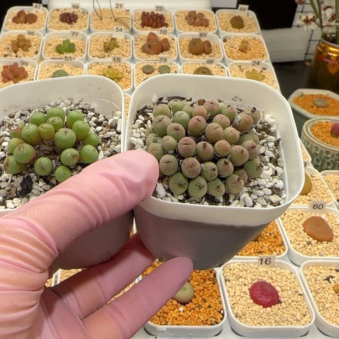 胖*肉锥多肉植物百科-有疤1353