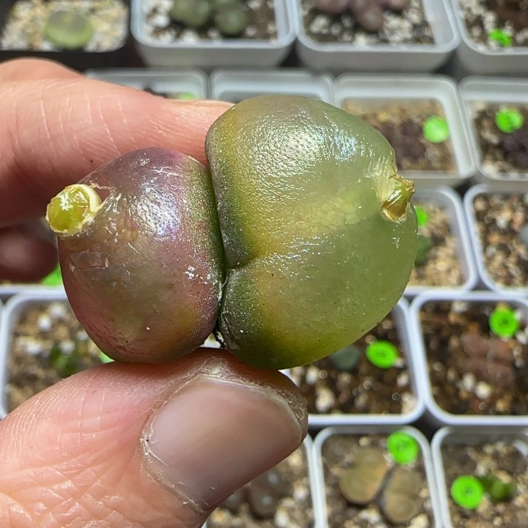 小***薛专拍漂亮多肉植物118