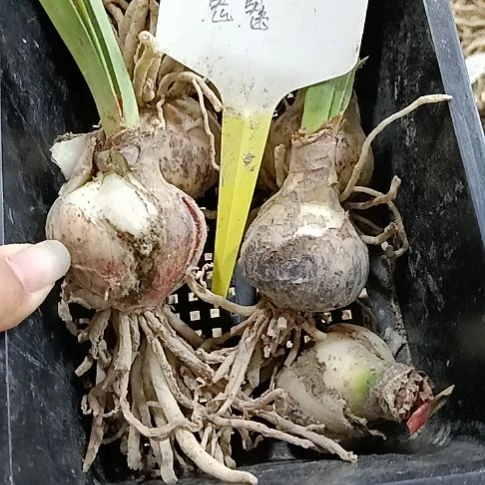 无花朵鬼魅5个残次