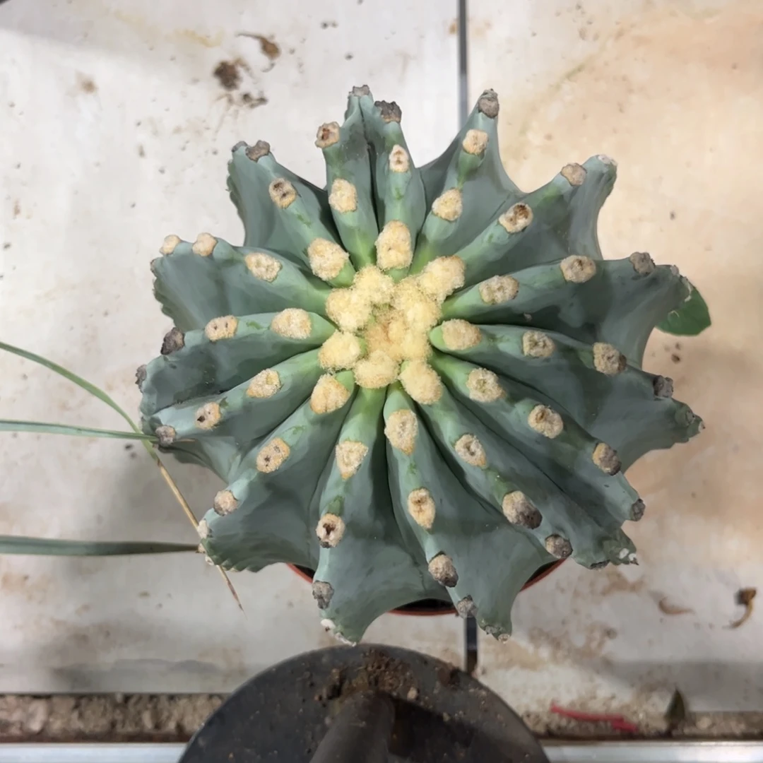 实生无刺王冠龙脱土发货
