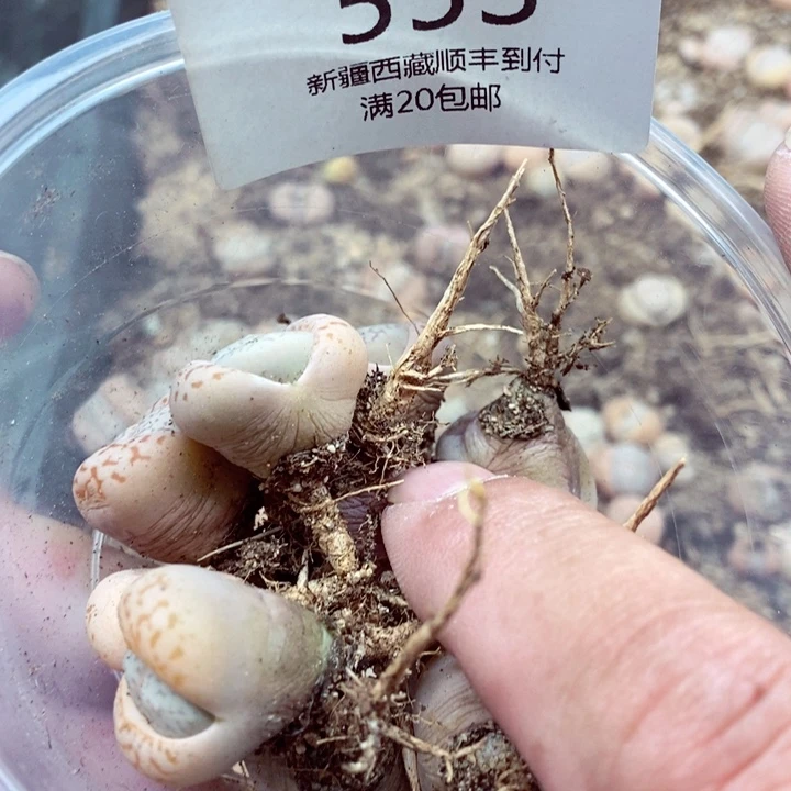 似*，我是一只小小鸟地域553