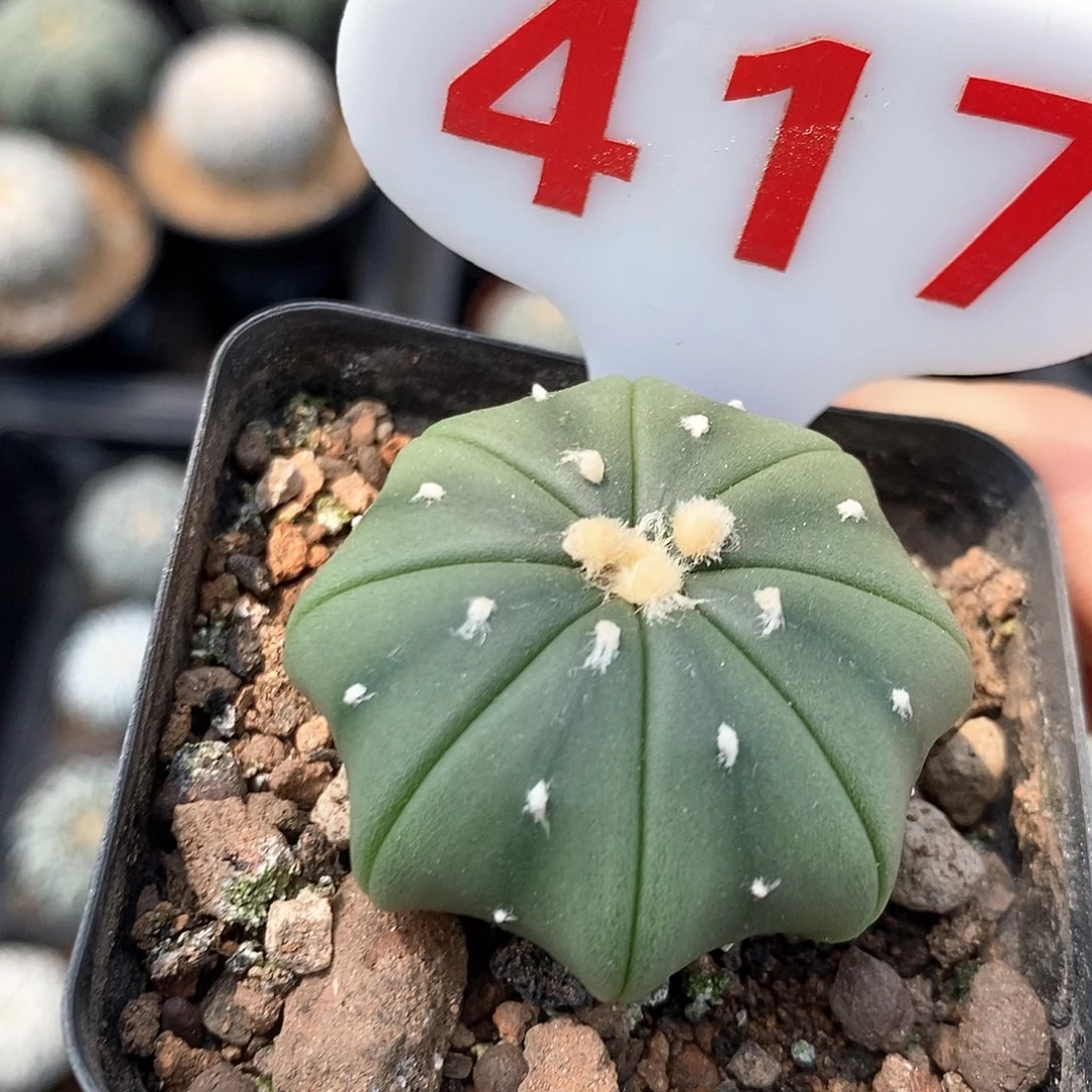 417琉璃海星兜心星